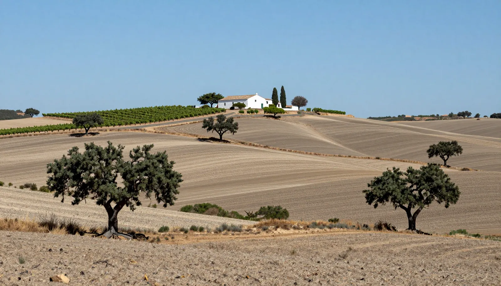Đồng bằng Alentejo với cây sồi bần và nhà trại quét vôi trắng