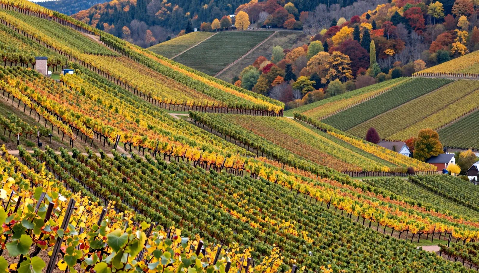 Sườn đồi nho Alsace chuyển vàng vào mùa thu