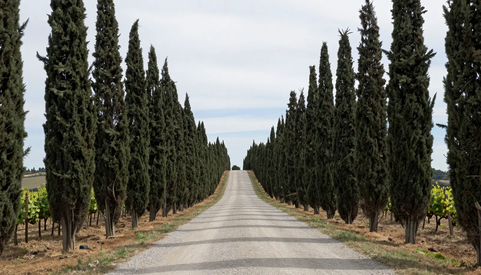 Con đường thẳng hai bên hàng bách tùng cao xuyên qua vườn nho gần biển Toscana