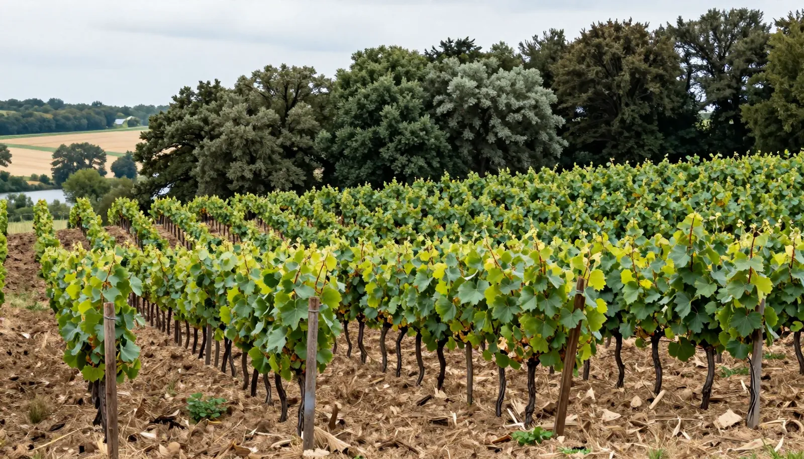 Vườn nho trên cao nguyên viền rừng sồi phía bắc sông Charente