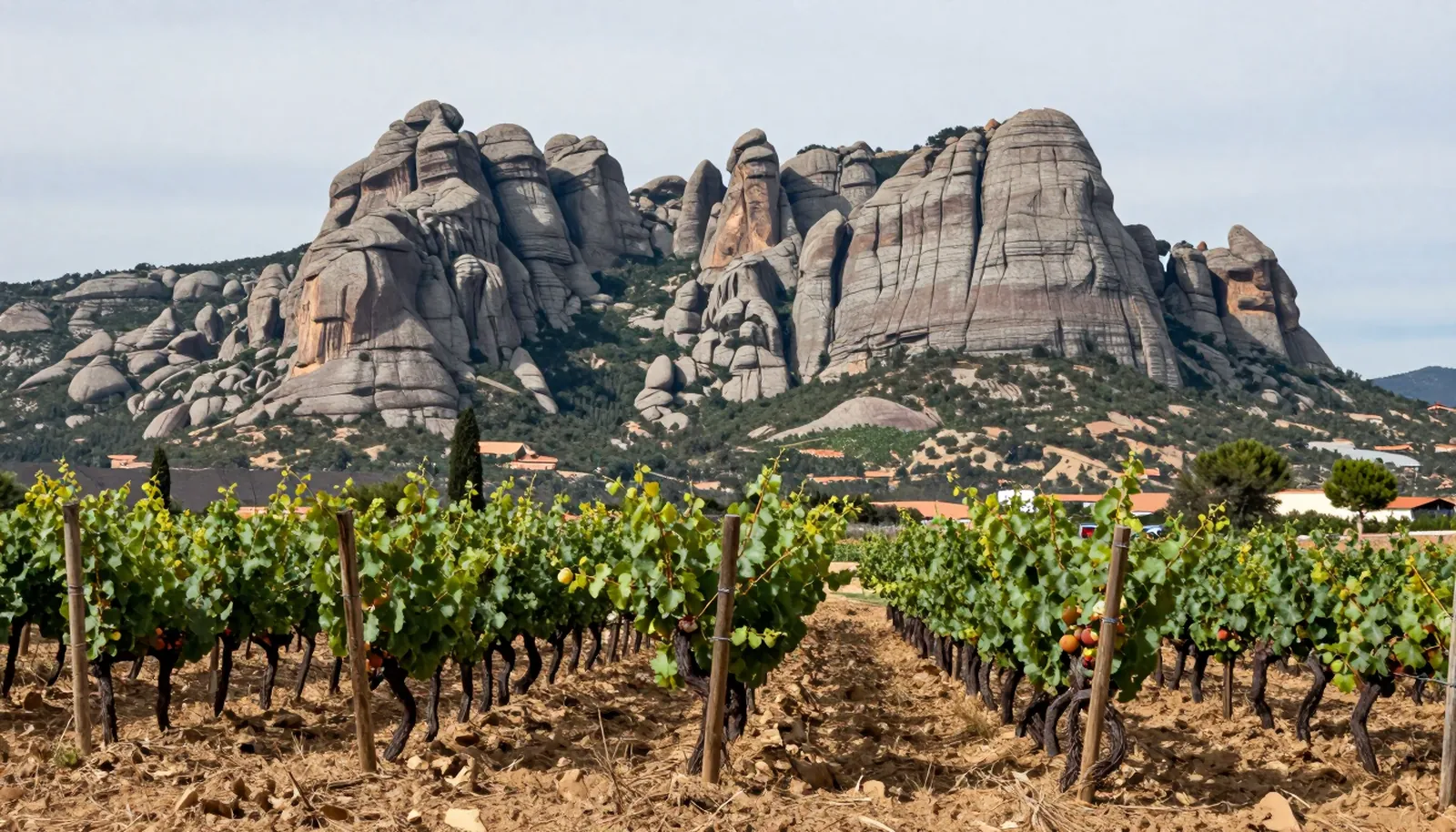 Vườn nho vùng Penedès với dãy núi đá lởm chởm phía chân trời