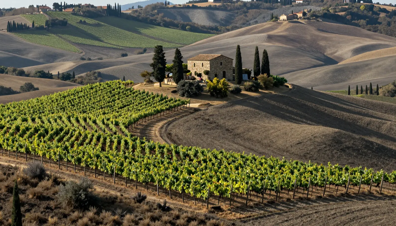 Đồi nho xen cây bách và trang trại đá ở vùng Chianti Classico