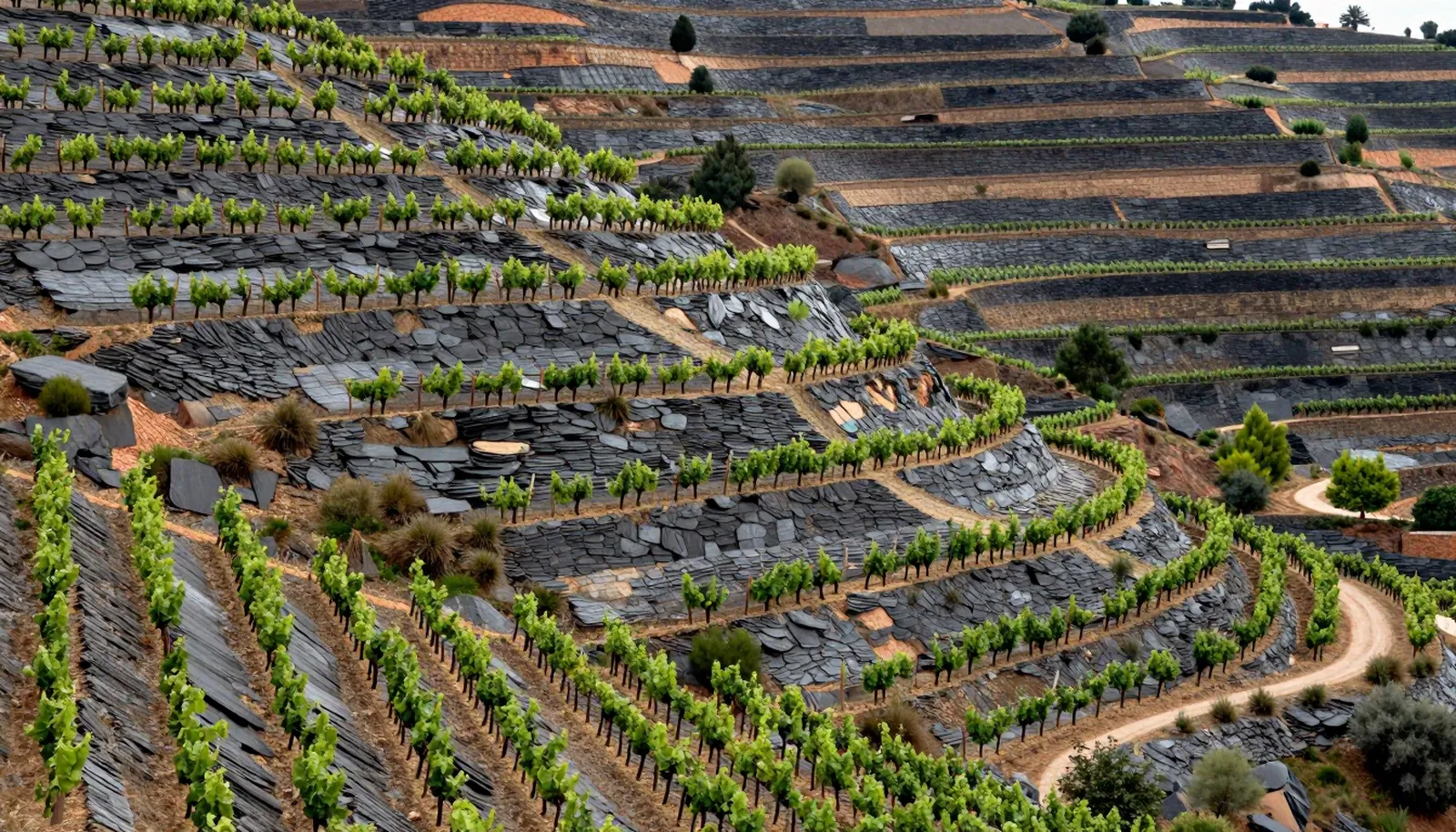 Ruộng nho bậc thang trên đất đá phiến sẫm giữa đồi núi Catalunya
