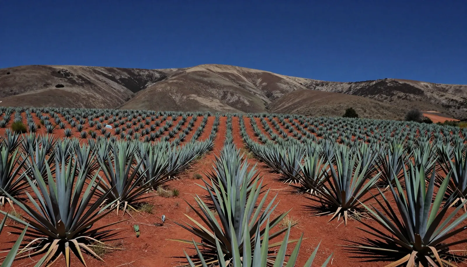 Cánh đồng cây agave xanh lam trên đất đỏ vùng cao Mexico