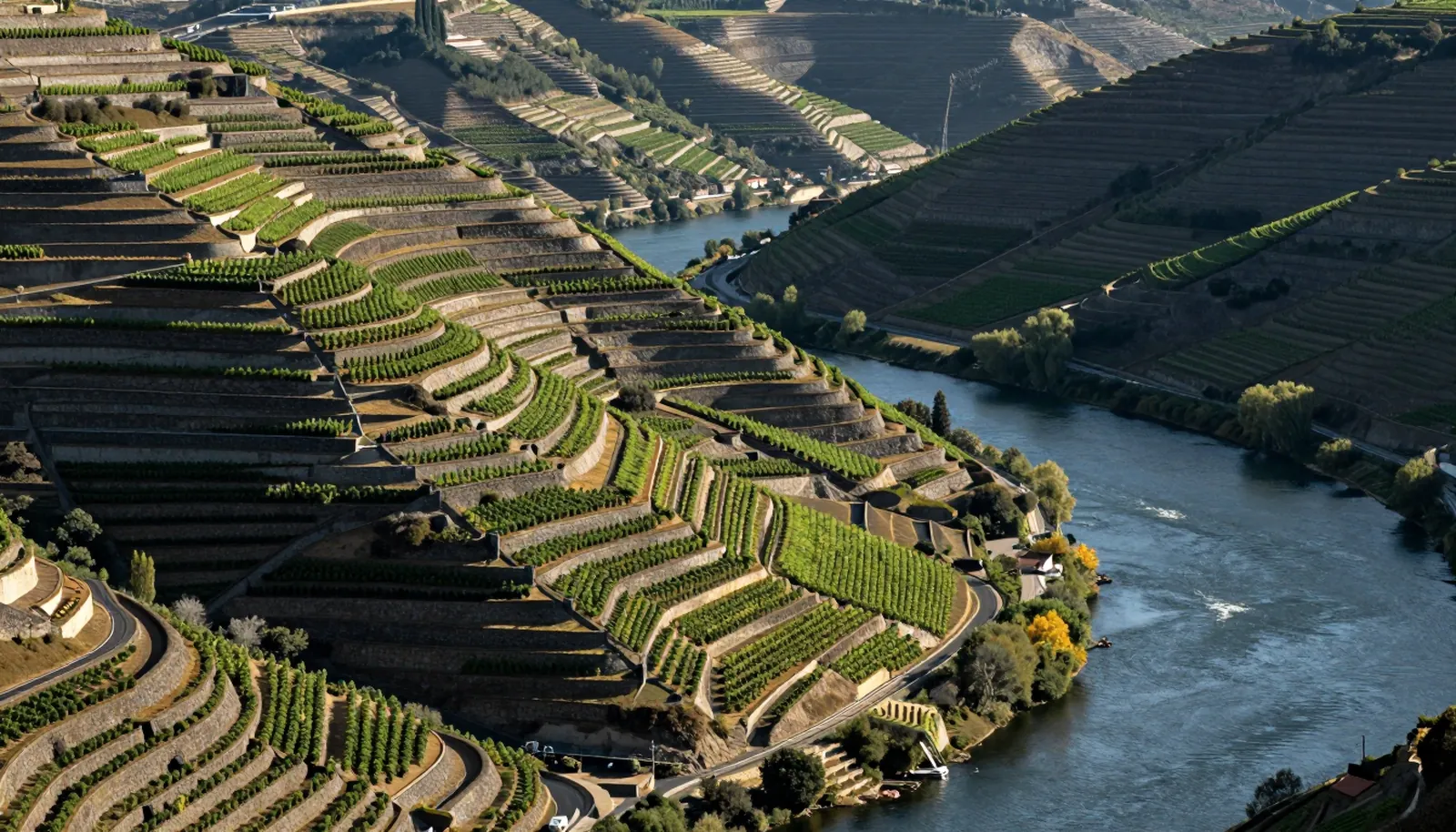 Ruộng nho bậc thang trên sườn đá phiến dọc sông Douro