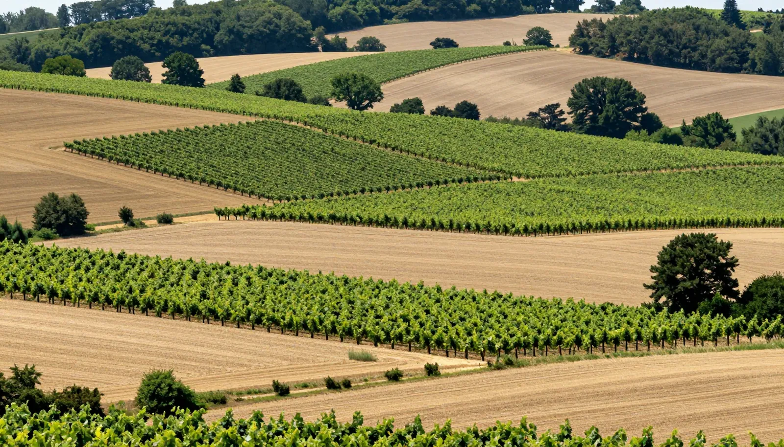 Vườn nho xen ruộng lúa mì và rừng trên đồi thoải ở Charente