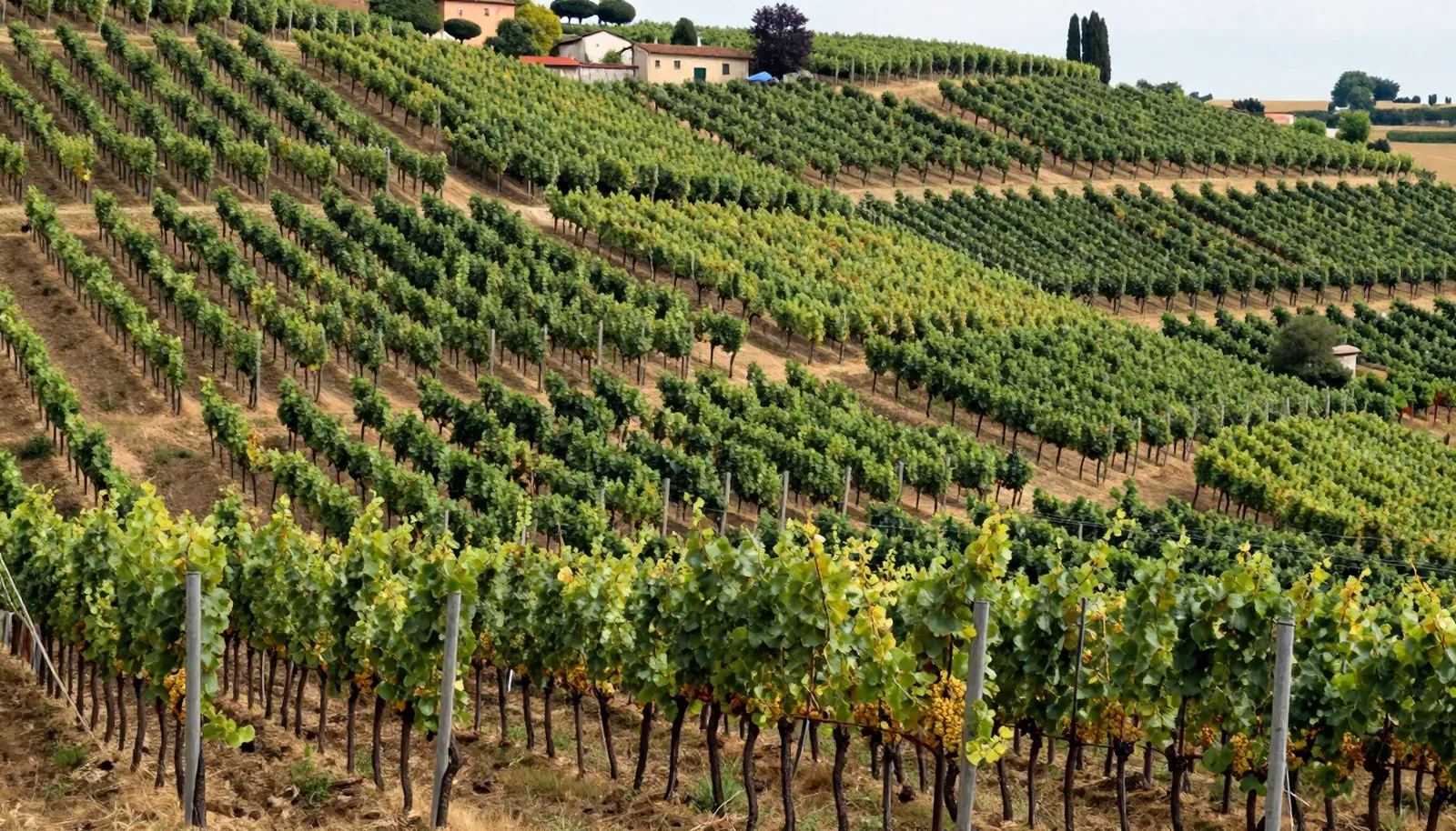 Vườn nho trên đồi vùng Veneto, Ý