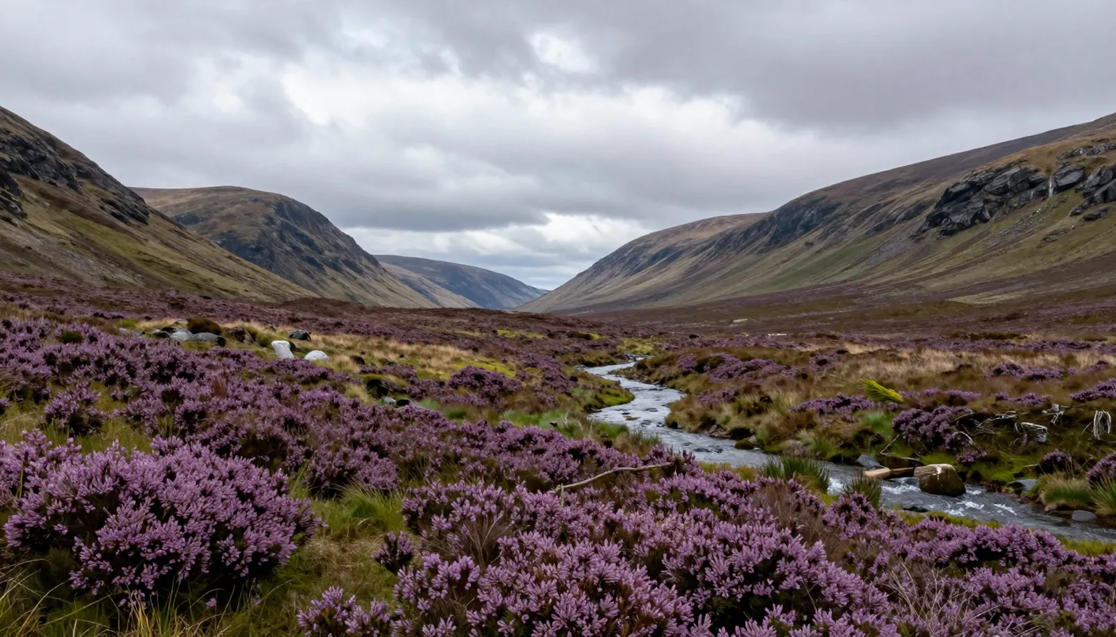Thung lũng hẻo lánh phủ thạch nam tím và con suối uốn quanh ở cao nguyên Scotland
