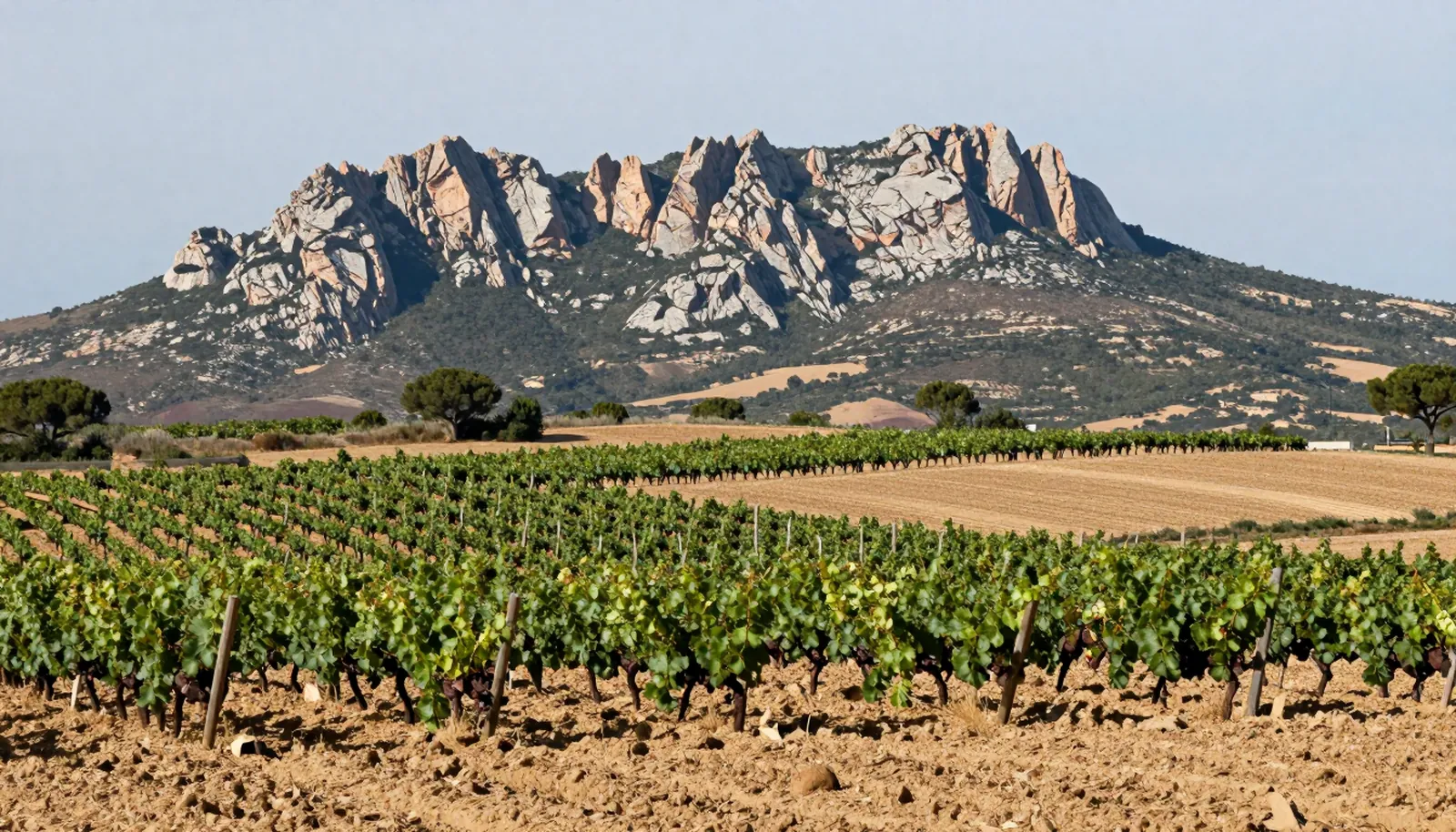 Vườn nho Penedès, xa xa là dãy núi đá lởm chởm