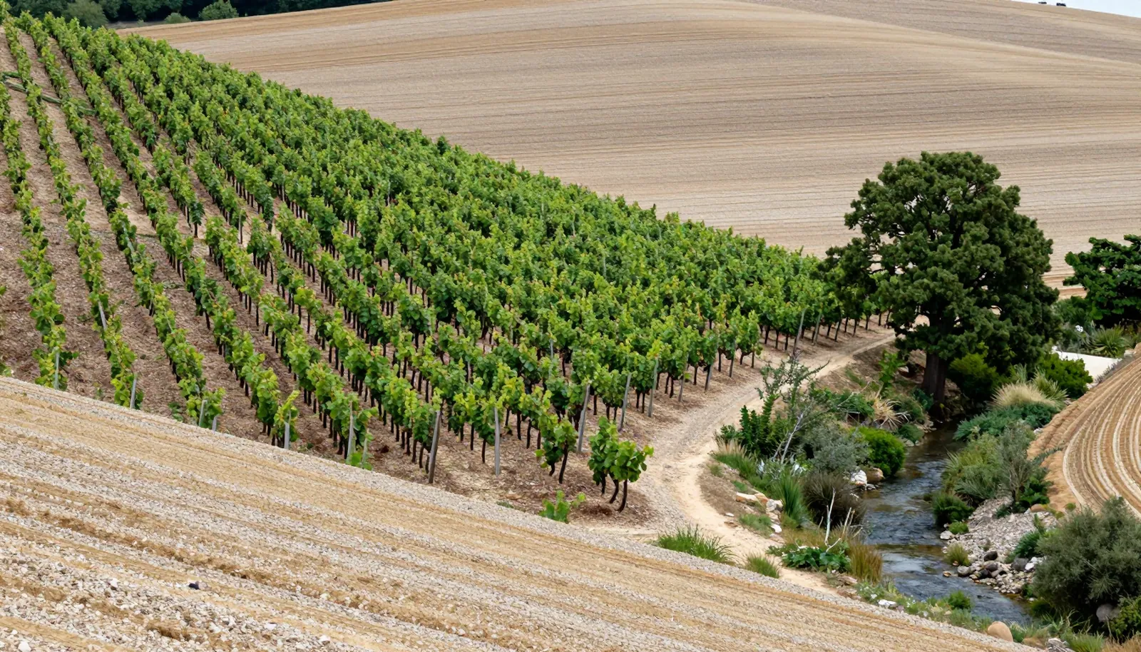 Sườn nho đất sỏi bên một con suối nhỏ ở bắc Pauillac