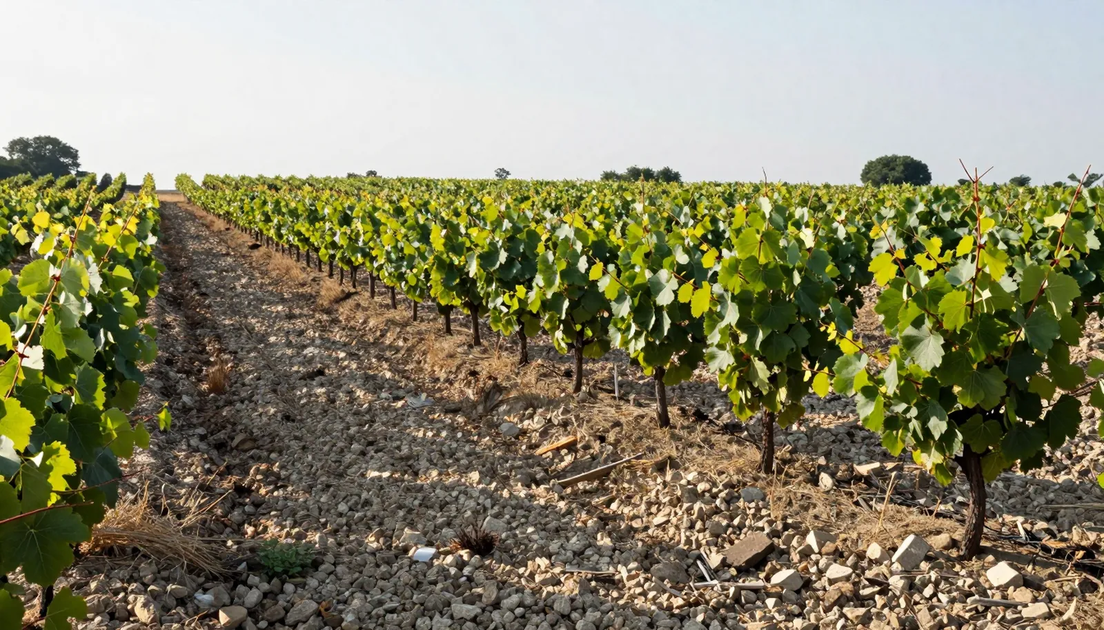 Hàng nho trên đất sỏi ở Saint-Julien, Bordeaux