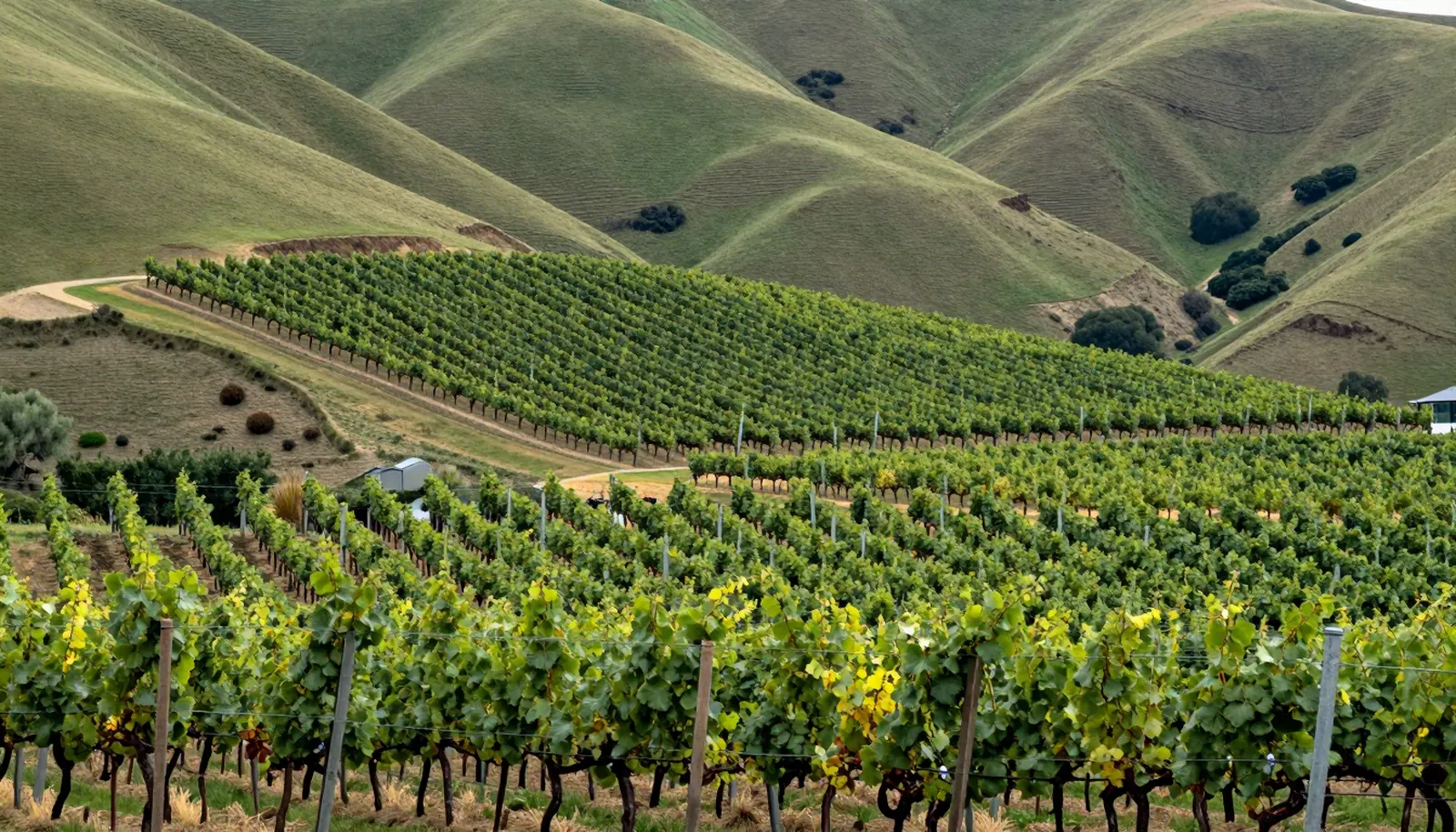 Vườn nho dưới những ngọn đồi cỏ vùng Marlborough