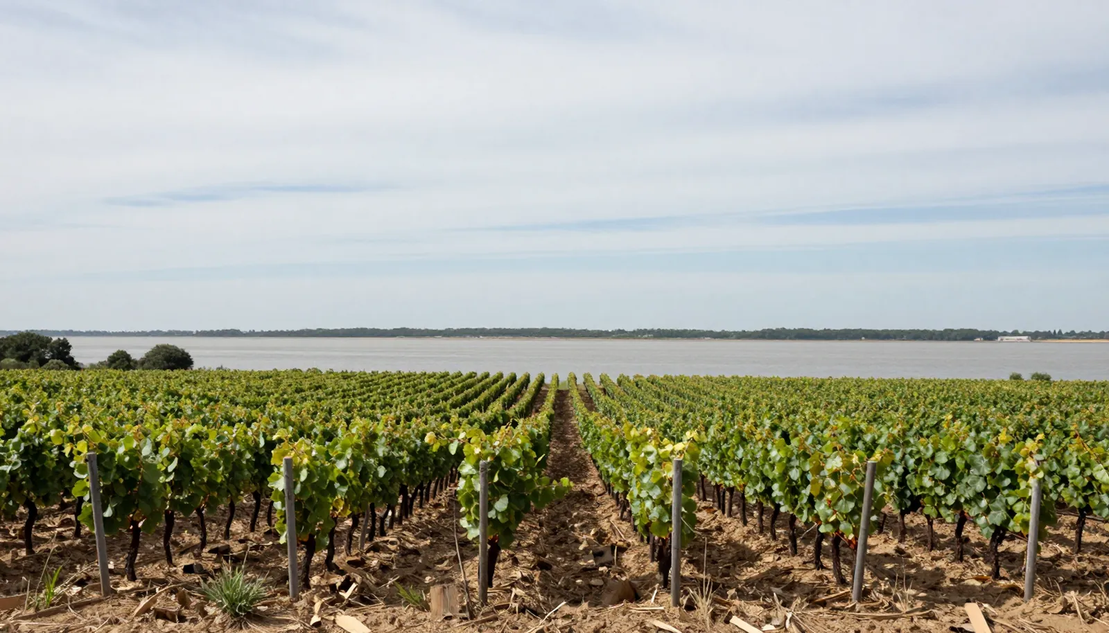 Vườn nho phẳng trải về phía cửa sông Gironde rộng lớn