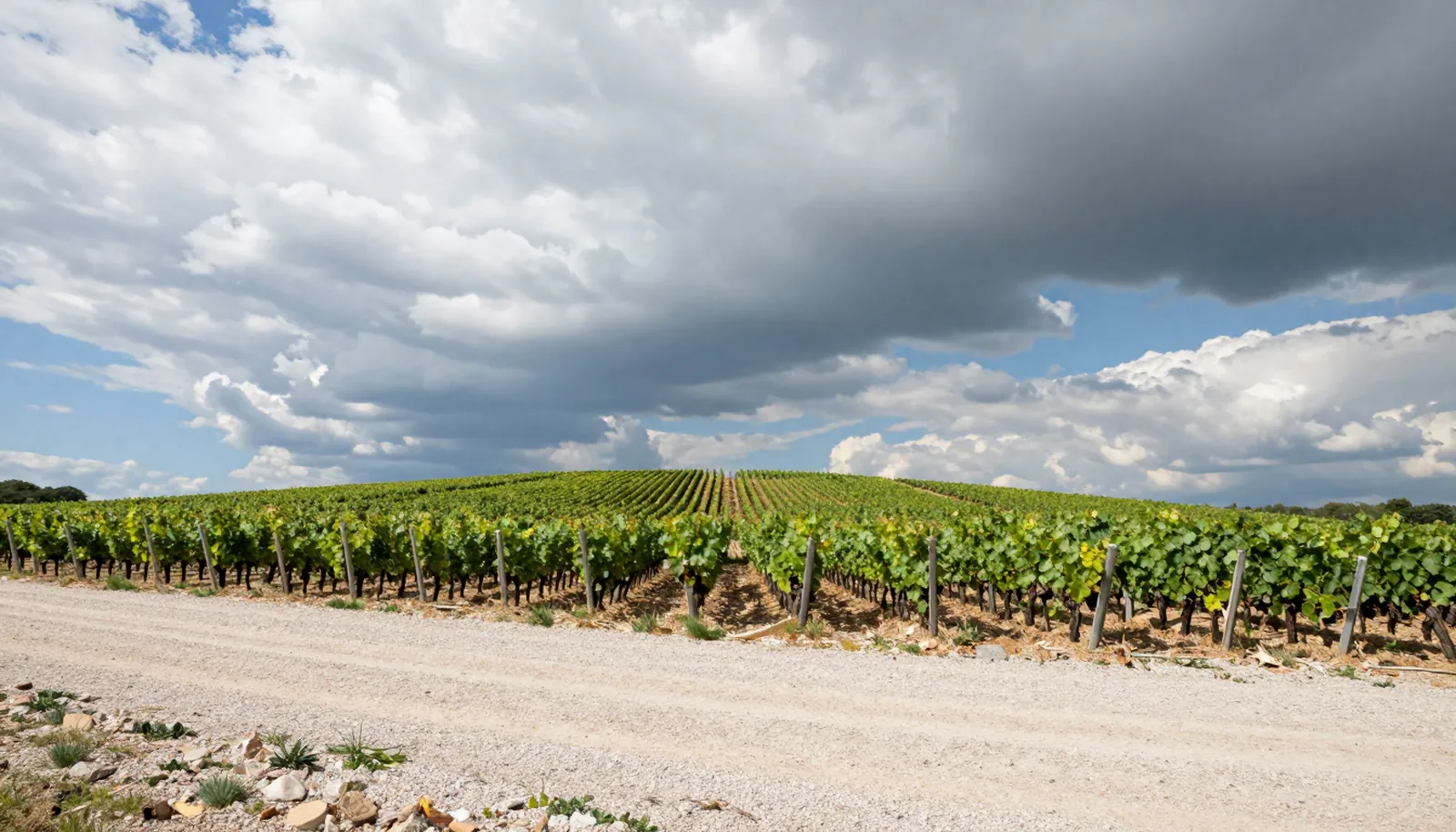 Vườn nho trên gò sỏi thấp ở Pauillac dưới bầu trời nhiều mây