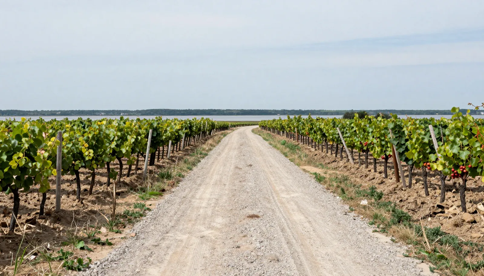 Con đường đất chạy giữa hai thửa nho trên đất sỏi ở Pauillac