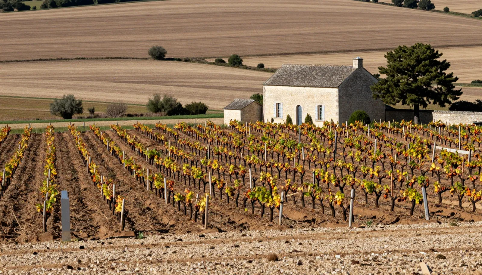Những thửa nho nhỏ trên đất sét và sỏi cạnh một ngôi nhà đá gần Libourne
