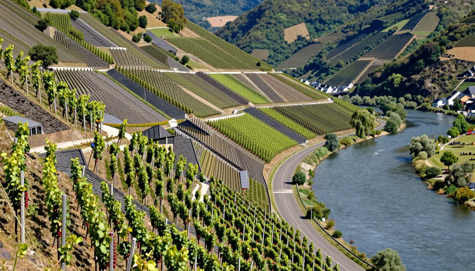 Sườn đồi đá phiến dốc đứng trồng nho bên sông Mosel, Đức