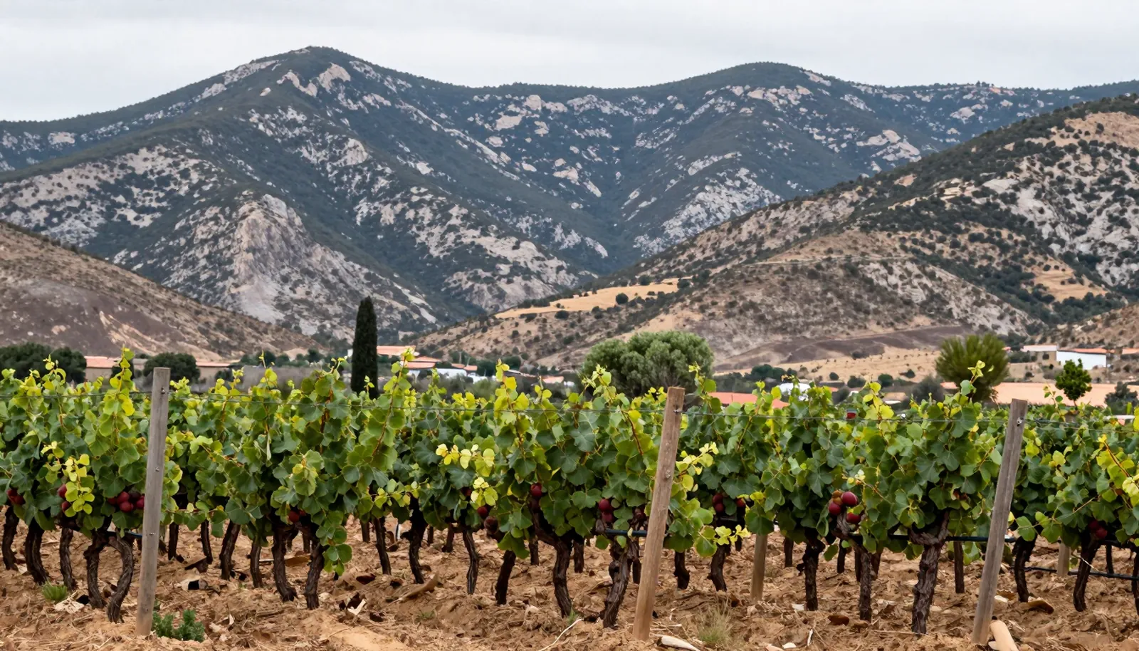 Vườn nho dưới chân dãy núi đá vùng Rioja