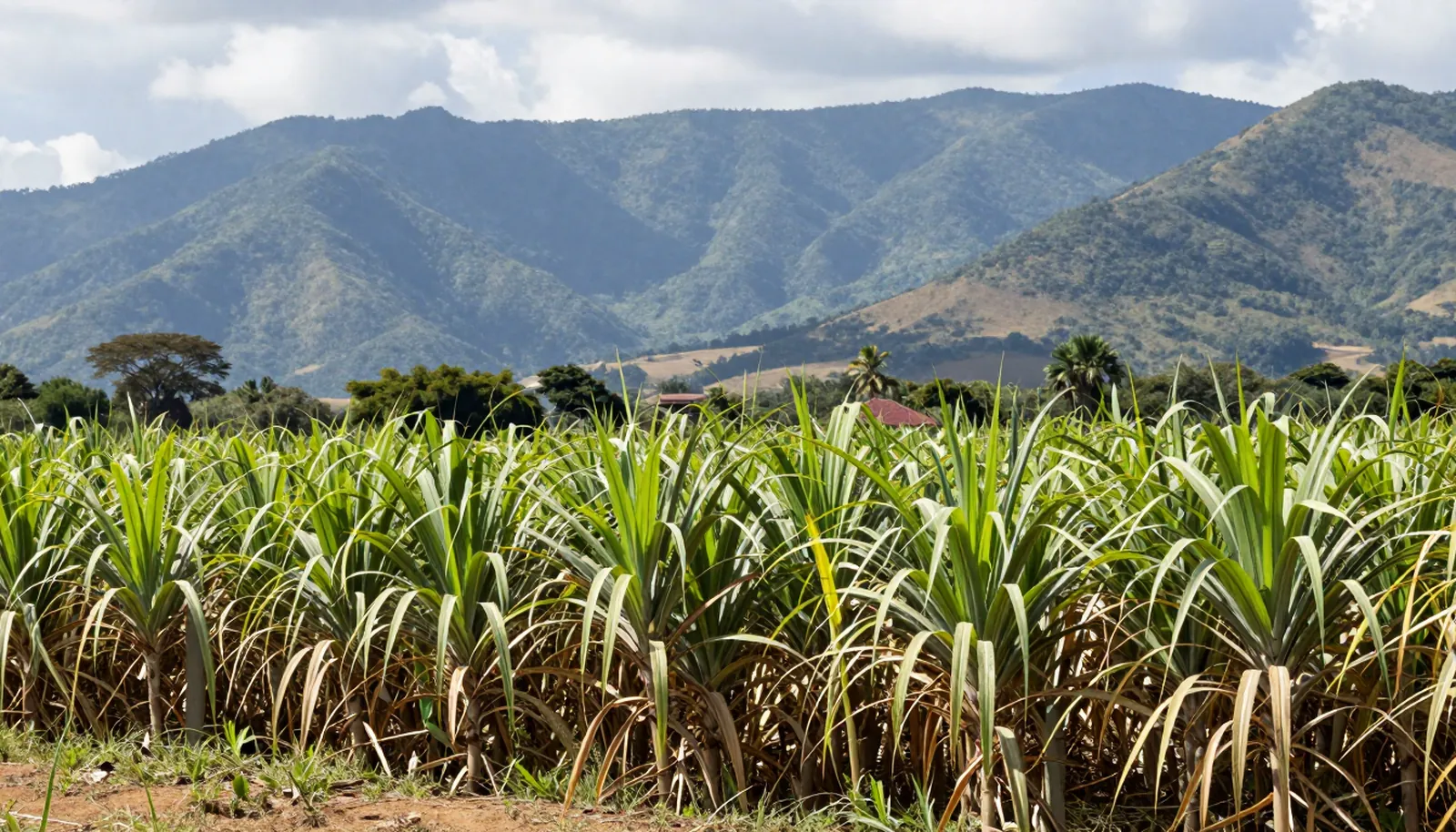 Ruộng mía xanh dưới chân dãy Blue Mountains, Jamaica