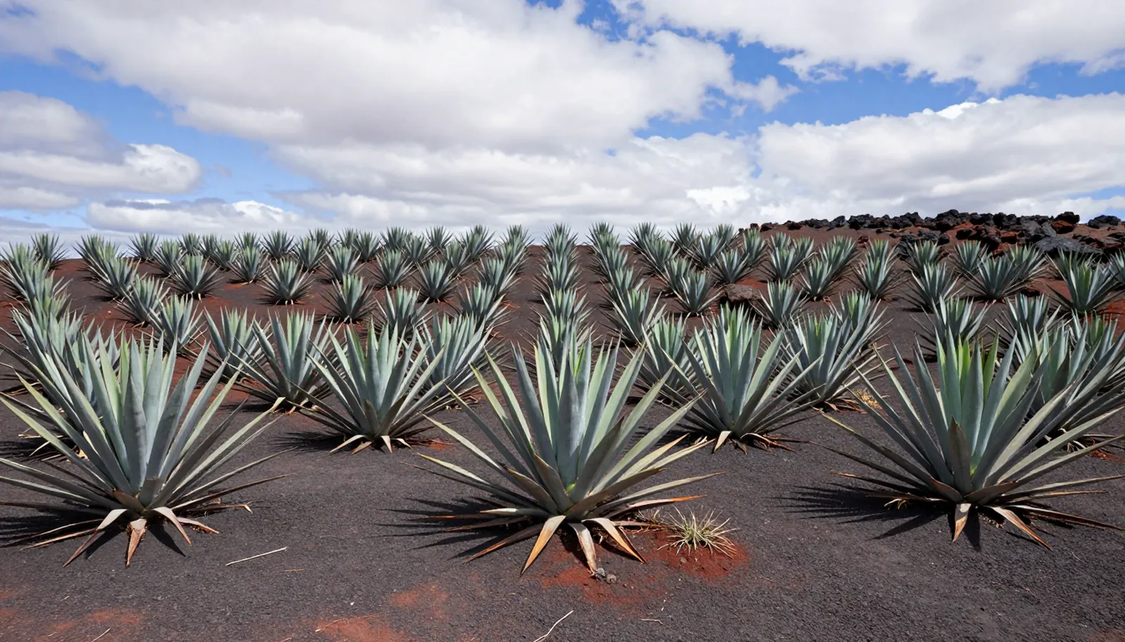 Những hàng agave xanh trên đất núi lửa đỏ ở Jalisco, Mexico