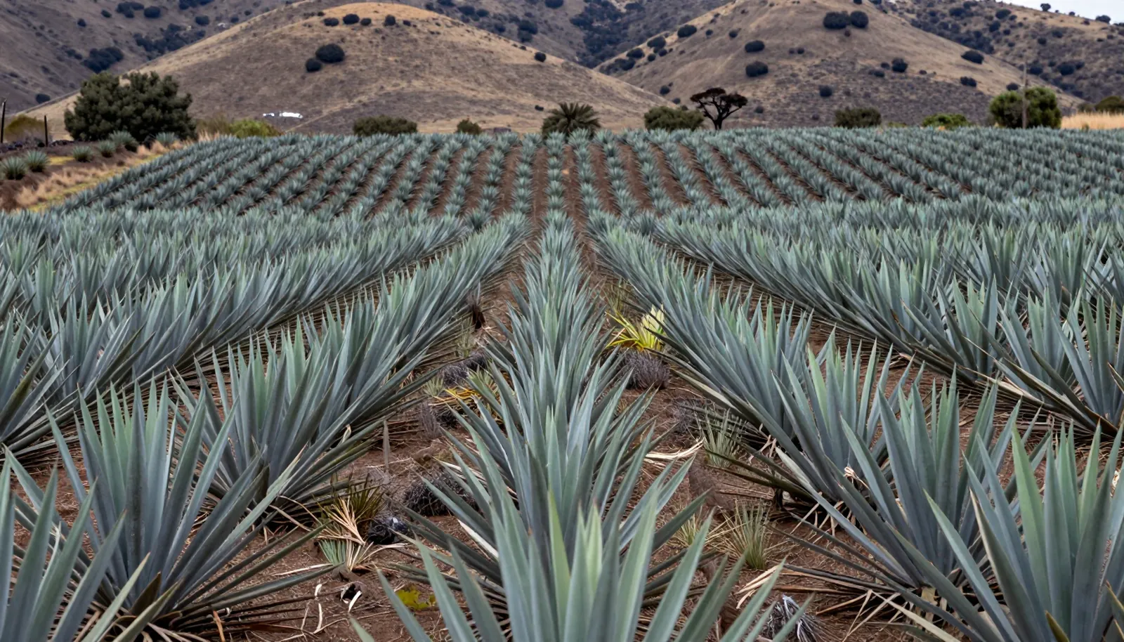 Những hàng agave xanh ở Jalisco, Mexico