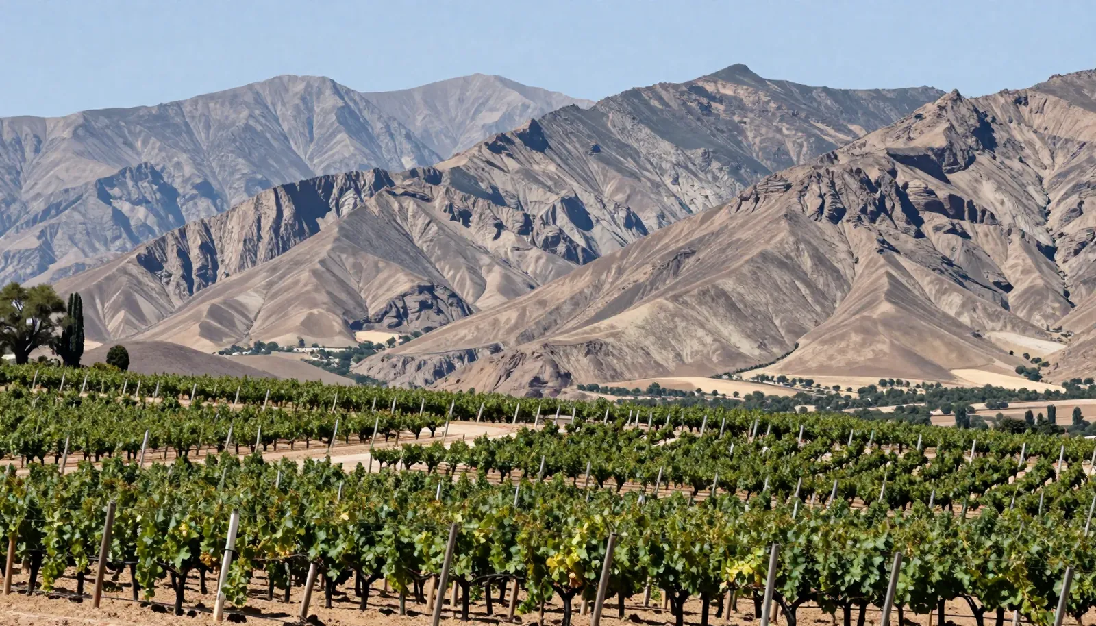 Vườn nho trên cao nguyên Mendoza với dãy Andes phía sau