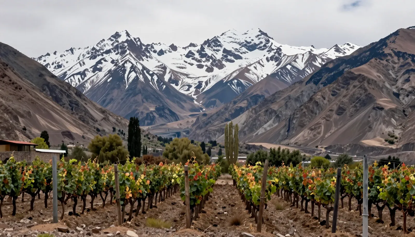 Vườn nho ở thung lũng Chile với dãy Andes phủ tuyết phía sau