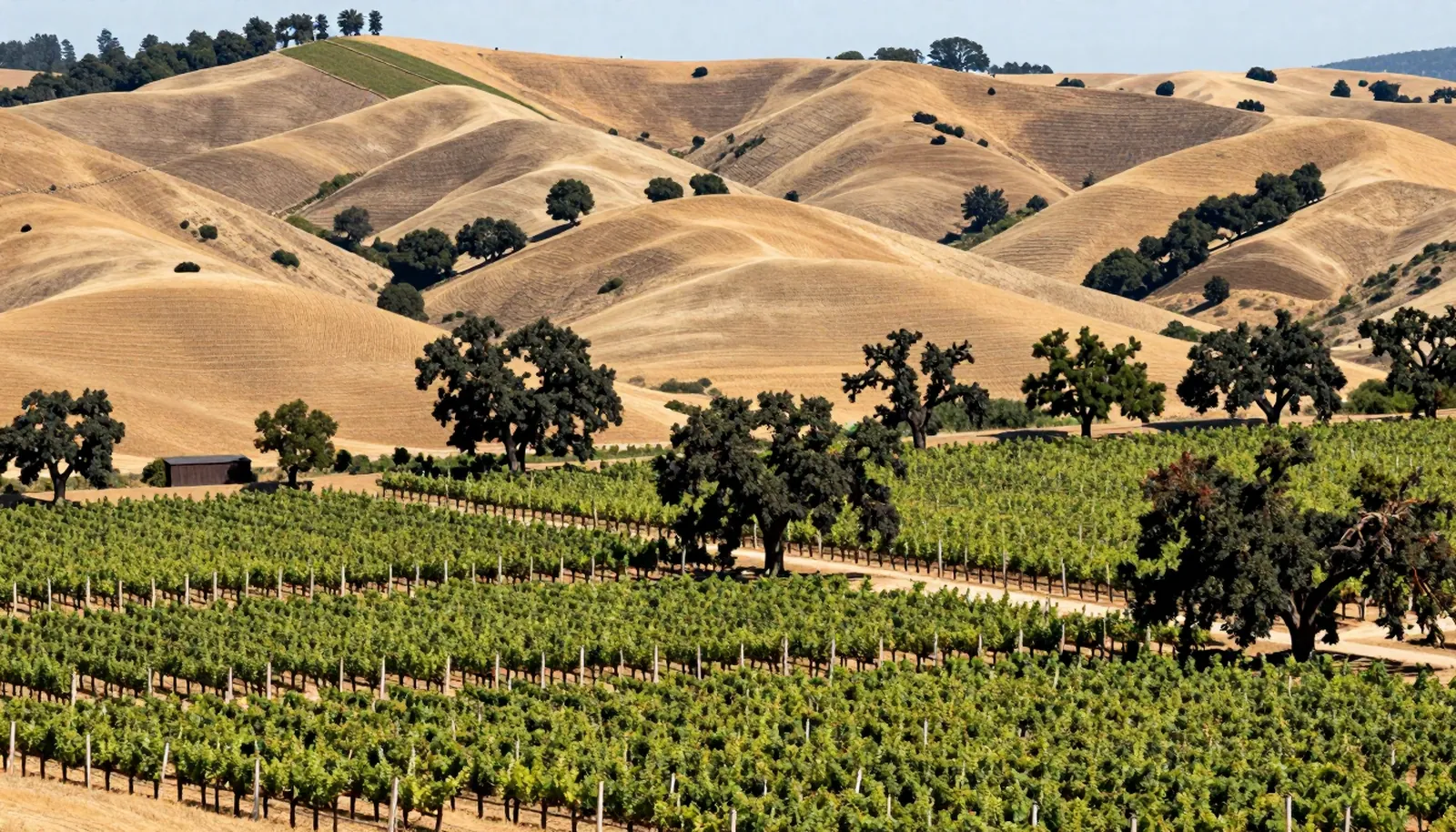 Vườn nho Napa Valley với đồi cỏ vàng và cây sồi, California