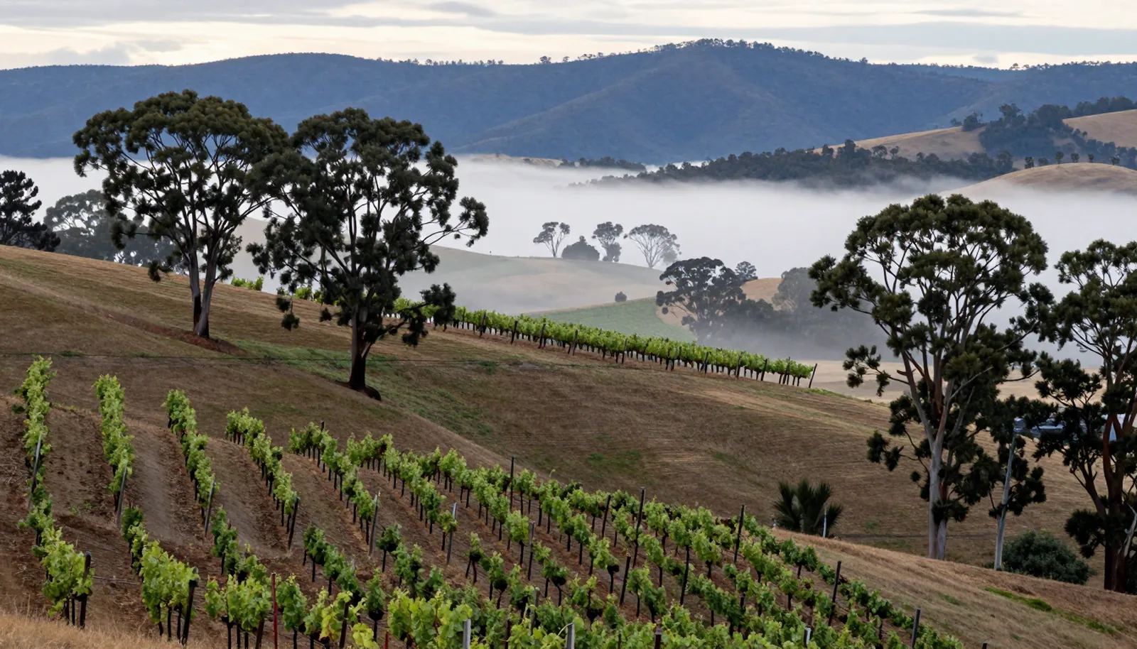 Đồi nho và cây bạch đàn trong sương sớm ở Yarra Valley
