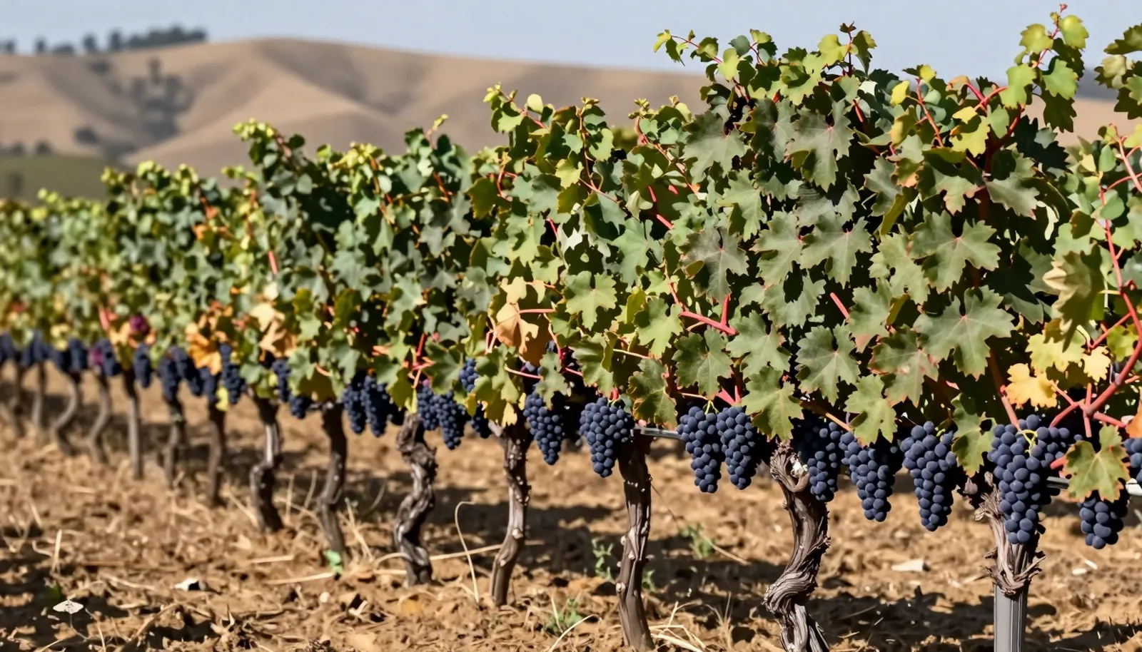 Hàng nho Zinfandel trĩu chùm tím sẫm trong vườn nắng